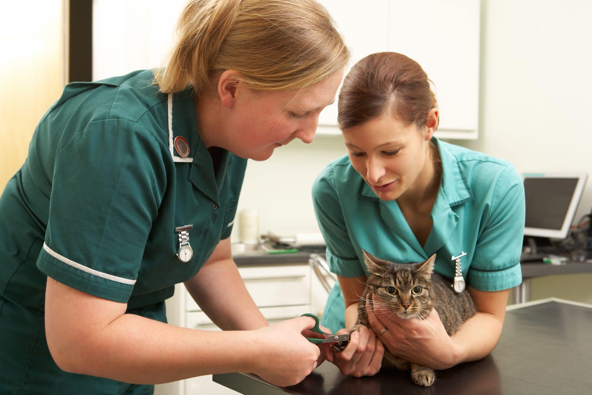 Teaching And Coaching In Veterinary Practice ONCORE