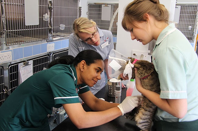 My Vet Future: One-stop guide to veterinary careers - ONCORE